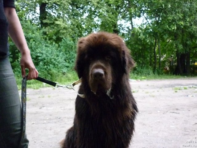 Фото: ньюфаундленд Фанньюф Ура Я с Вами