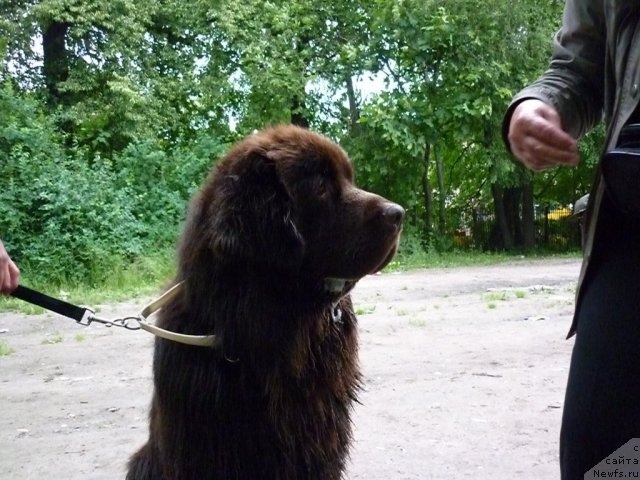 Фото: ньюфаундленд Фанньюф Ура Я с Вами