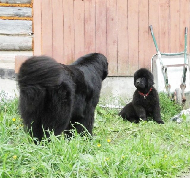 Фото: ньюфаундленд Бегущая по Волнам Дансинг Квин (Beguschaya po Volnam Dancing Queen), ньюфаундленд Bjornebandens Nancy Wilson
