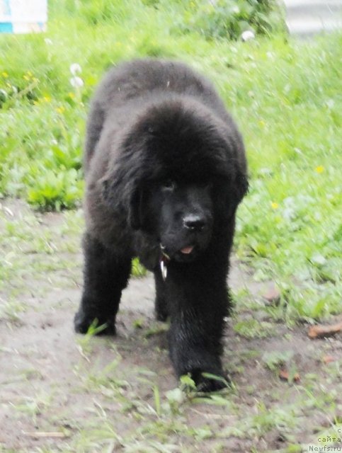 Фото: ньюфаундленд Бегущая по Волнам Дансинг Квин (Beguschaya po Volnam Dancing Queen)