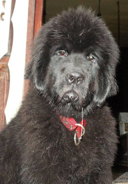 Фото: ньюфаундленд Бегущая по Волнам Дансинг Квин (Beguschaya po Volnam Dancing Queen)