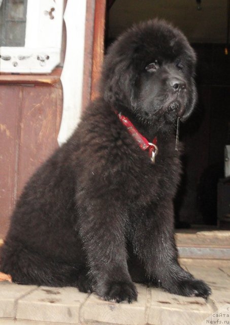 Фото: ньюфаундленд Бегущая по Волнам Дансинг Квин (Beguschaya po Volnam Dancing Queen)