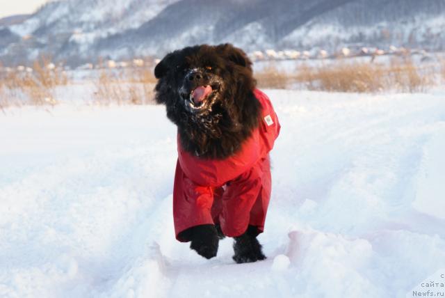 Фото: ньюфаундленд Юган с Тоянова Городка (Ygan s Toyanova Gorodka)