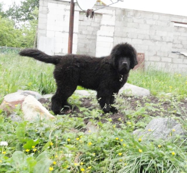 Фото: ньюфаундленд Бегущая по Волнам Дансинг Квин (Beguschaya po Volnam Dancing Queen)