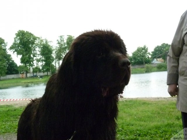 Фото: ньюфаундленд Фанньюф Успех в Шоколаде