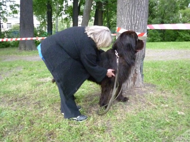 Фото: ньюфаундленд Фанньюф Успех в Шоколаде, Наталья Малинина