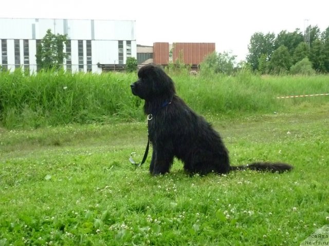 Фото: ньюфаундленд Смигар Гордон-Феллоу (Smigar Gordon Fellow)