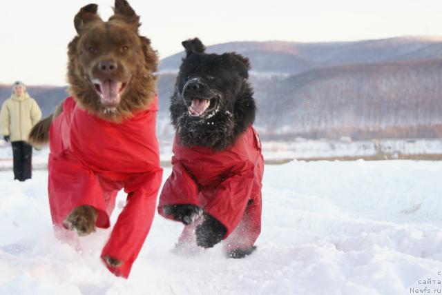 Фото: ньюфаундленд Лесная Сказка Изольда, ньюфаундленд Юган с Тоянова Городка (Ygan s Toyanova Gorodka)
