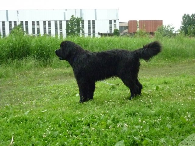 Фото: ньюфаундленд Смигар Гордон-Феллоу (Smigar Gordon Fellow)