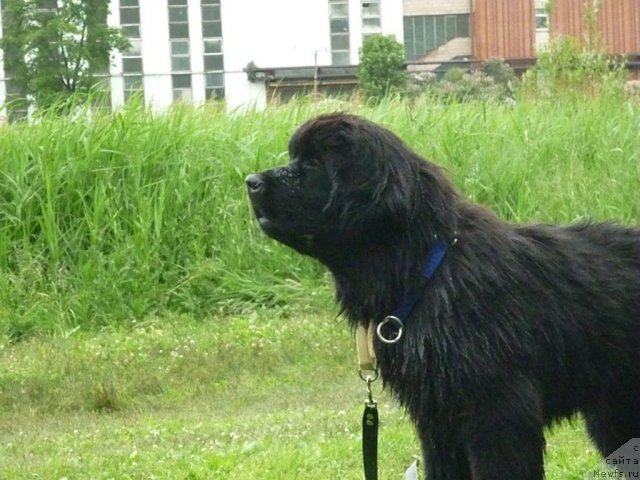 Фото: ньюфаундленд Смигар Гордон-Феллоу (Smigar Gordon Fellow)