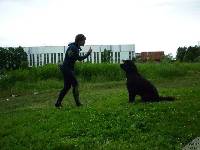 Фото: ньюфаундленд Смигар Гордон-Феллоу (Smigar Gordon Fellow), Наталия Михайлова