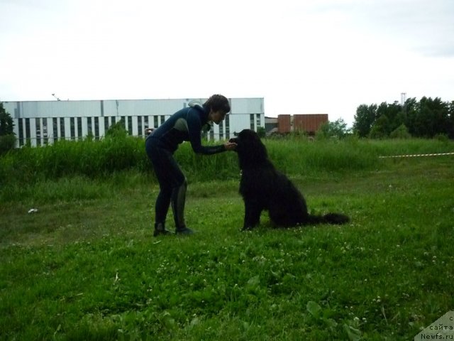 Фото: ньюфаундленд Смигар Гордон-Феллоу (Smigar Gordon Fellow), Наталия Михайлова