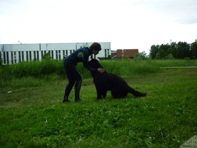 Фото: ньюфаундленд Смигар Гордон-Феллоу (Smigar Gordon Fellow), Наталия Михайлова