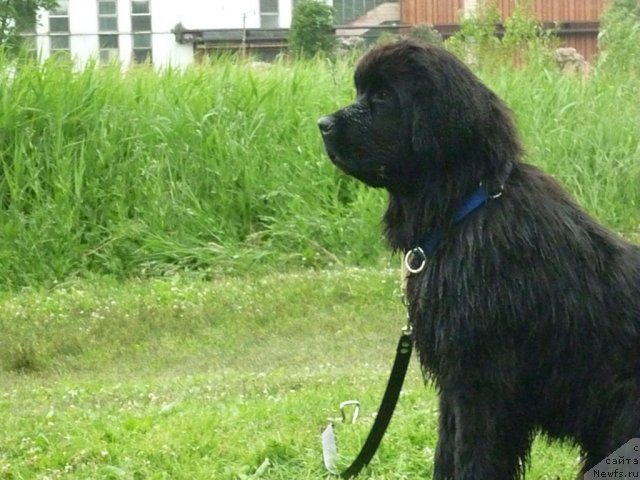 Фото: ньюфаундленд Смигар Гордон-Феллоу (Smigar Gordon Fellow)