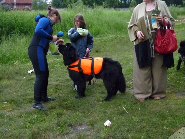 Фото: ньюфаундленд Смигар Галакси Шелл Вин (Smigar Galaxsy Shall Win), Анастасия Михайлова