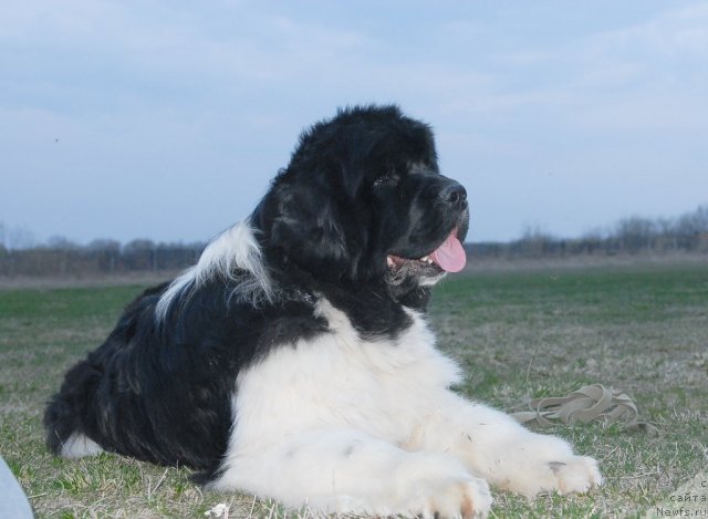 Фото: ньюфаундленд Chatkantarra Taro