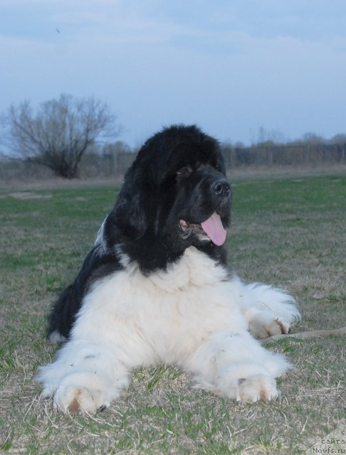 Фото: ньюфаундленд Chatkantarra Taro