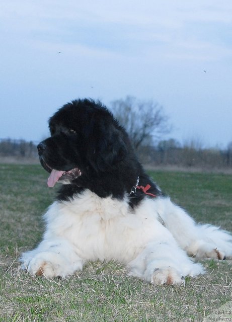 Фото: ньюфаундленд Chatkantarra Taro