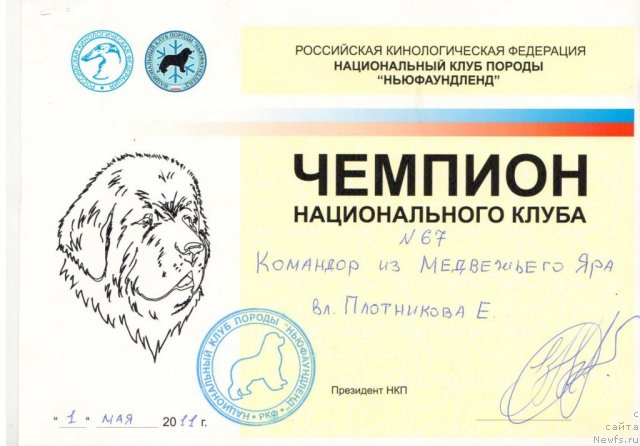 Фото: ньюфаундленд Командор из Медвежьего Яра