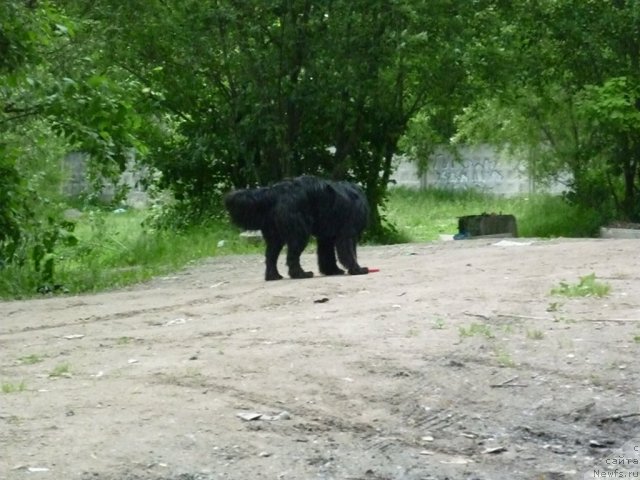 Фото: ньюфаундленд Целого Мира Мало из Аркаима (Tselogo Mira Malo iz Arkaima)