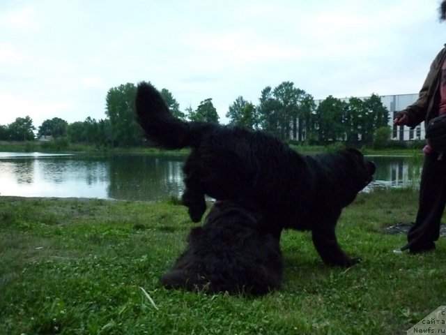 Фото: ньюфаундленд Целого Мира Мало из Аркаима (Tselogo Mira Malo iz Arkaima), ньюфаундленд Талула Белл (Talula Bell)