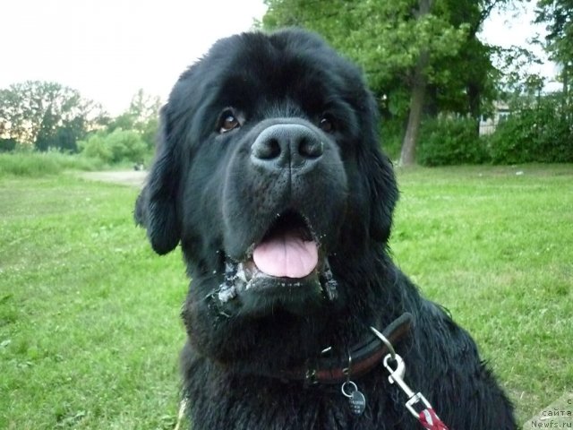 Фото: ньюфаундленд Центр Мироздания из Аркаима (Tsentr Mirozdaniya iz Arkaima)