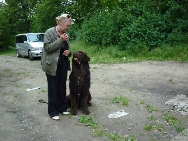 Фото: ньюфаундленд Фанньюф Ура Я с Вами, Татьяна Константинова