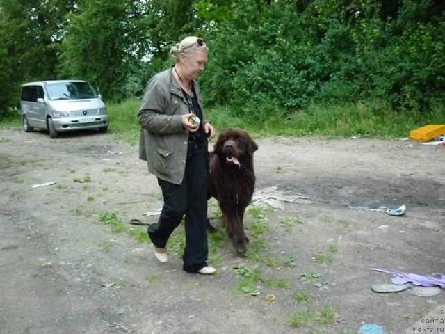 Фото: ньюфаундленд Фанньюф Ура Я с Вами, Татьяна Константинова