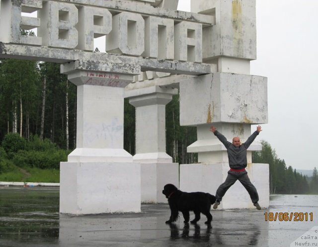 Фото: Алексей Нистратов, ньюфаундленд Их Высочество Владлена Маджикс