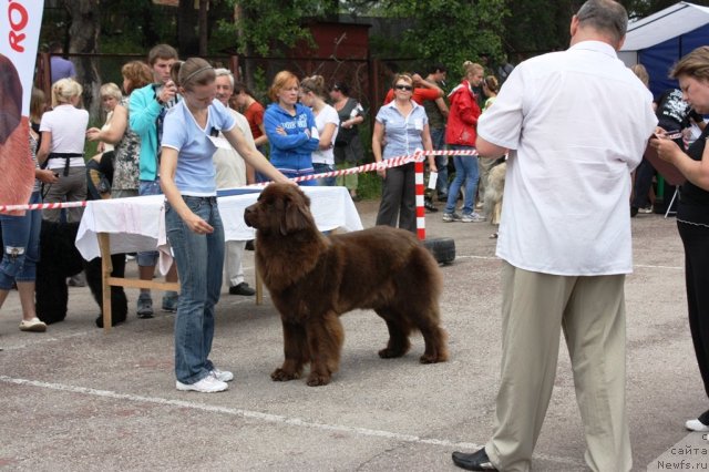 Фото: ньюфаундленд Черный Шарм Ангельская Красота (Chernyi Sharm Angel'skaya Krasota)
