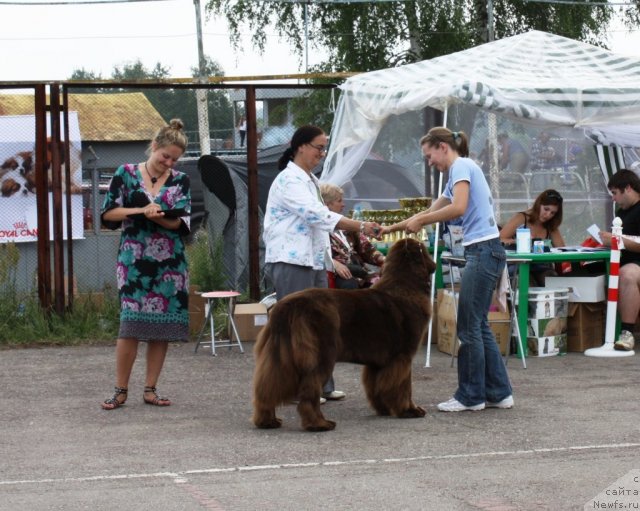 Фото: ньюфаундленд Черный Шарм Ангельская Красота (Chernyi Sharm Angel'skaya Krasota)