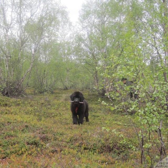 Фото: ньюфаундленд Уютная Долина Блэк Даймонд Велинда (Uyutnaya Dolina Black Diamond Velinda)