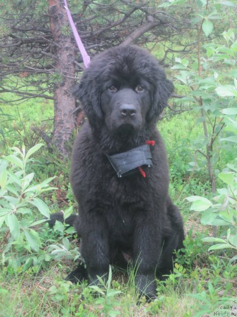 Фото: ньюфаундленд Уютная Долина Блэк Даймонд Велинда (Uyutnaya Dolina Black Diamond Velinda)