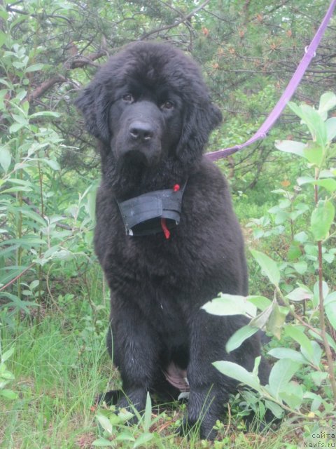 Фото: ньюфаундленд Уютная Долина Блэк Даймонд Велинда (Uyutnaya Dolina Black Diamond Velinda)