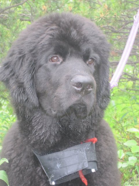 Фото: ньюфаундленд Уютная Долина Блэк Даймонд Велинда (Uyutnaya Dolina Black Diamond Velinda)