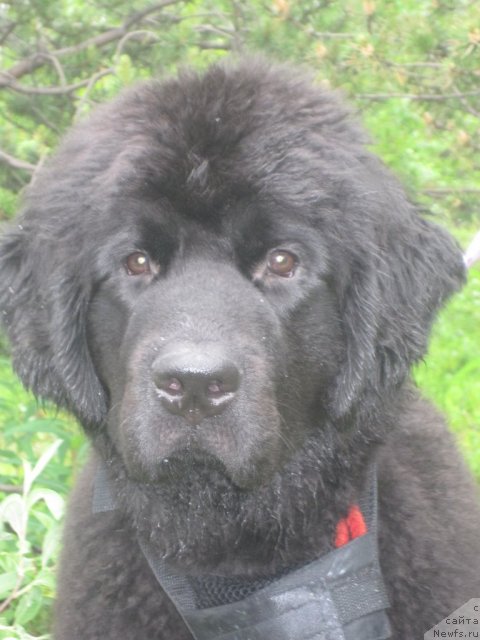 Фото: ньюфаундленд Уютная Долина Блэк Даймонд Велинда (Uyutnaya Dolina Black Diamond Velinda)