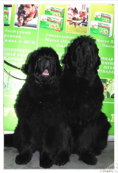 Фото: ньюфаундленд Смигар Галакси Шелл Вин (Smigar Galaxsy Shall Win), ньюфаундленд Смигар Нимфея Неотразимая (Smigar Nimfeya Neotrazimaya)