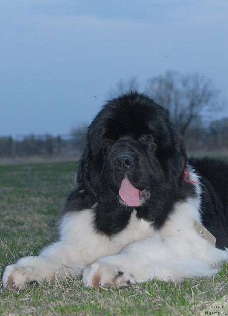 Фото: ньюфаундленд Chatkantarra Taro