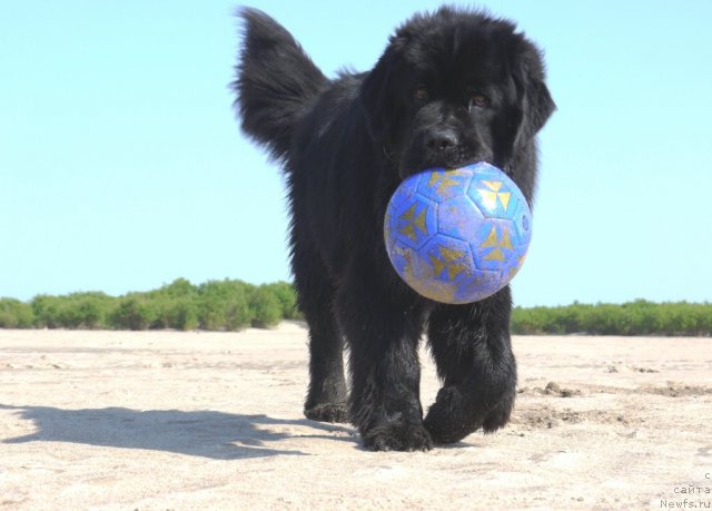 Фото: ньюфаундленд Рембрант Творец Шедевров