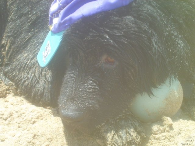 Фото: ньюфаундленд Питерньюф Чао-Какао