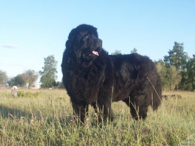 Фотография № 70998