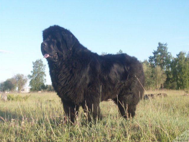 Фото: ньюфаундленд Ярада из Сибирской Глубинки (Yarada iz Sibirskoy Glubinki)