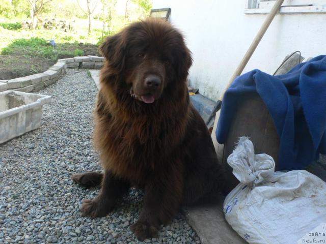 Фото: ньюфаундленд Аркадия Виват Арбона