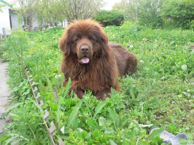 Фото: ньюфаундленд Аркадия Виват Арбона