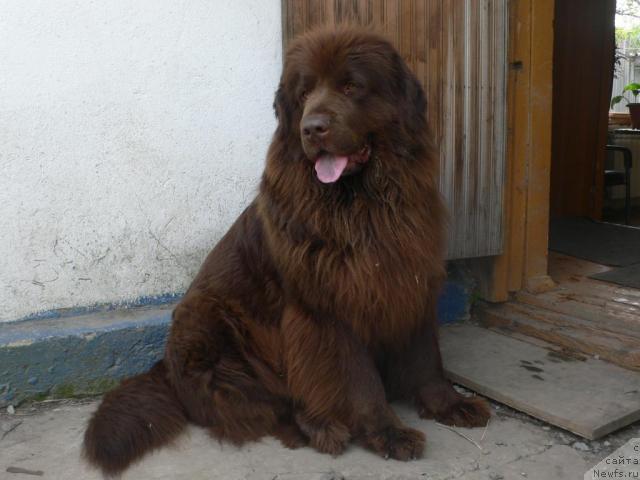 Фото: ньюфаундленд Аркадия Виват Арбона