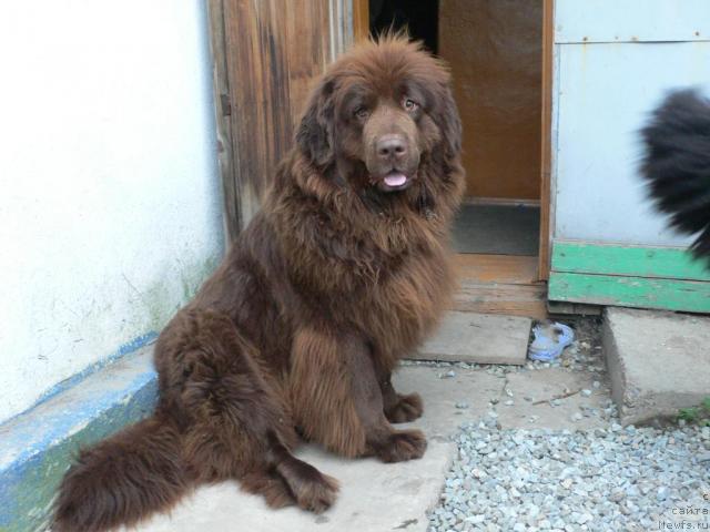 Фото: ньюфаундленд Аркадия Виват Арбона