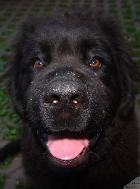 Фото: ньюфаундленд Улувату Деви Дан