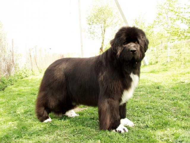 Фото: Виктор Хрищанович, ньюфаундленд Fairweathers Mary Jane
