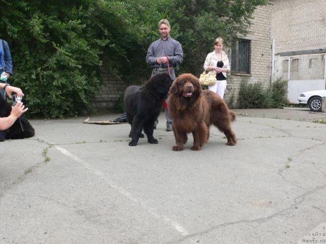 Фото: ньюфаундленд Аркадия Виват Арбона