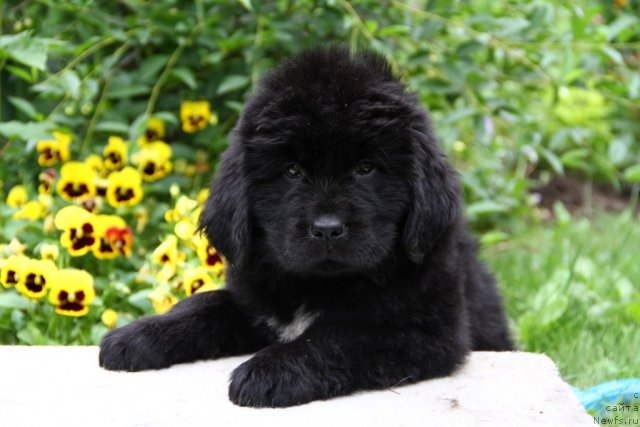 Фото: ньюфаундленд Палеолита  из Медвежьего Яра